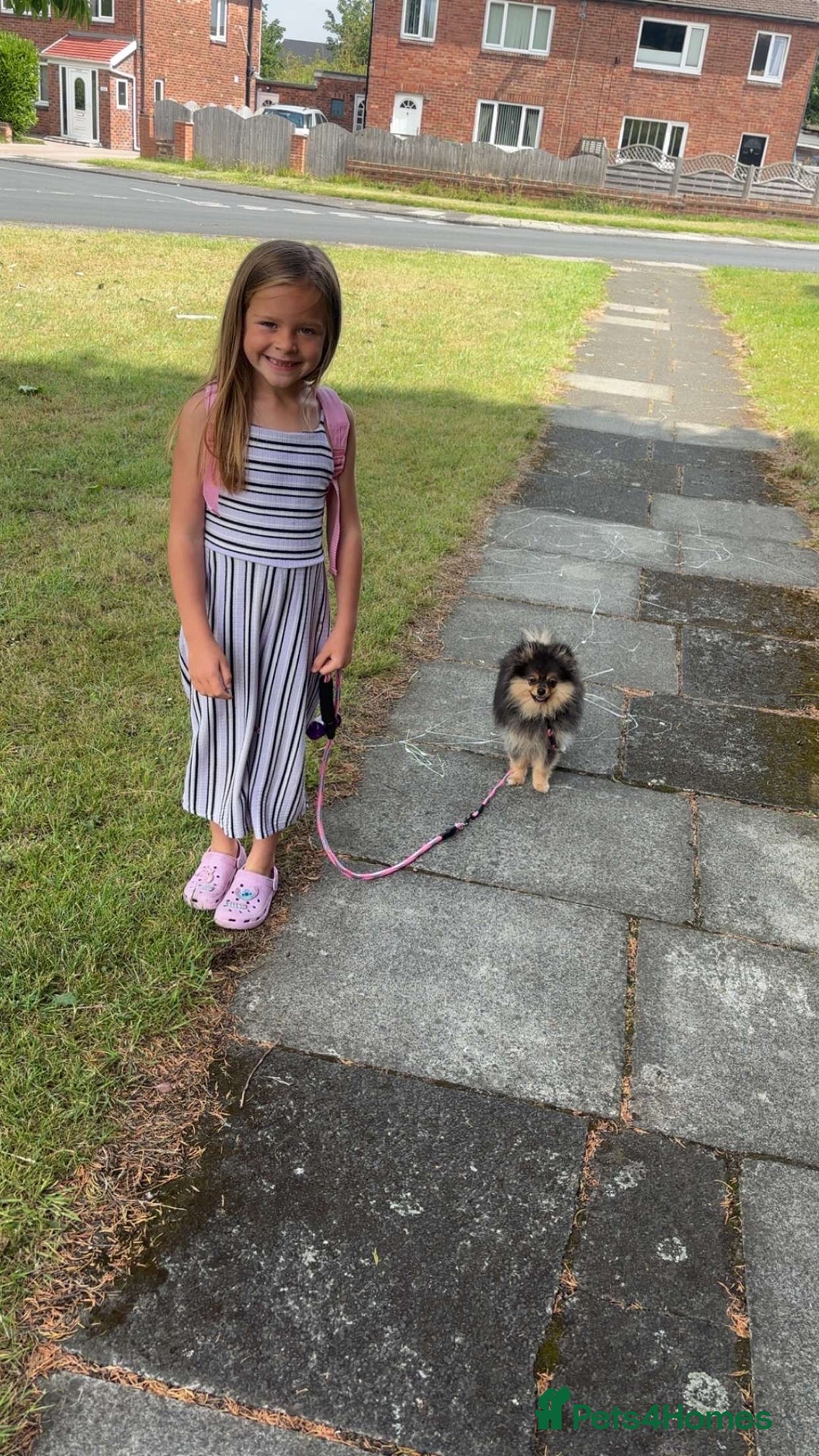 Pomeranian dogs for sale: Beautiful friendly  - Image 3