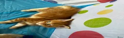 Maine Coon cats for sale: Maine Coon Kittens in Cambridge - Advert 21