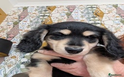 Miniature Dachshund dogs for sale: KC Black and Cream  ready now - Image 16