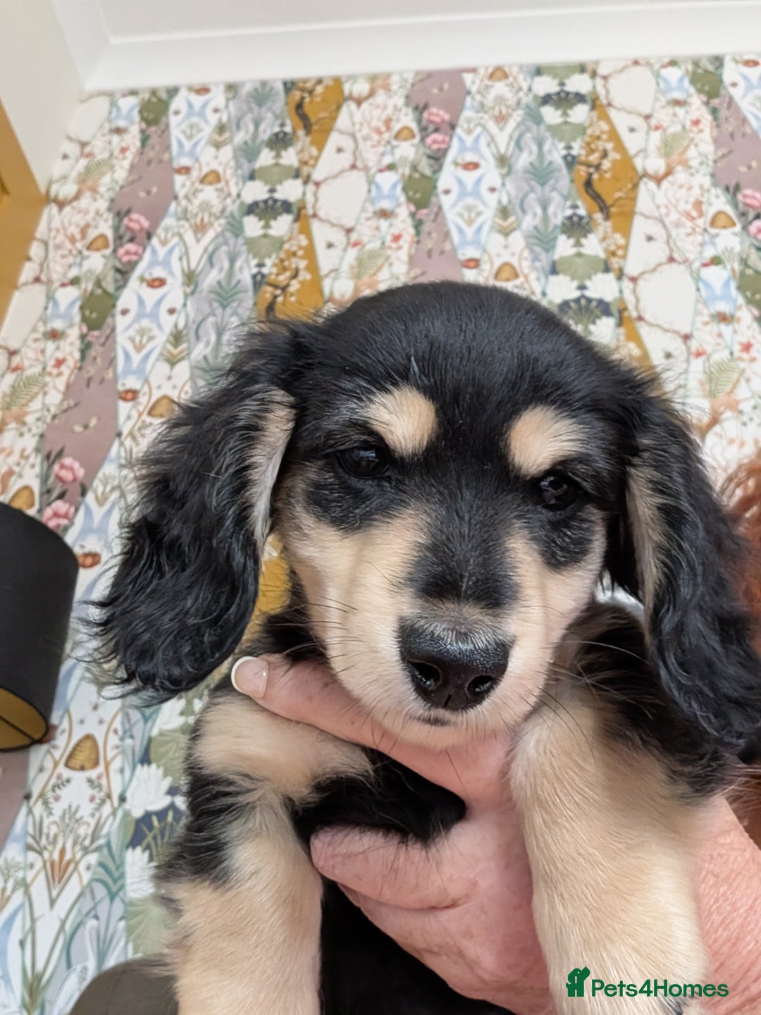 Miniature Dachshund dogs for sale: KC Black and Cream  ready now - Image 16