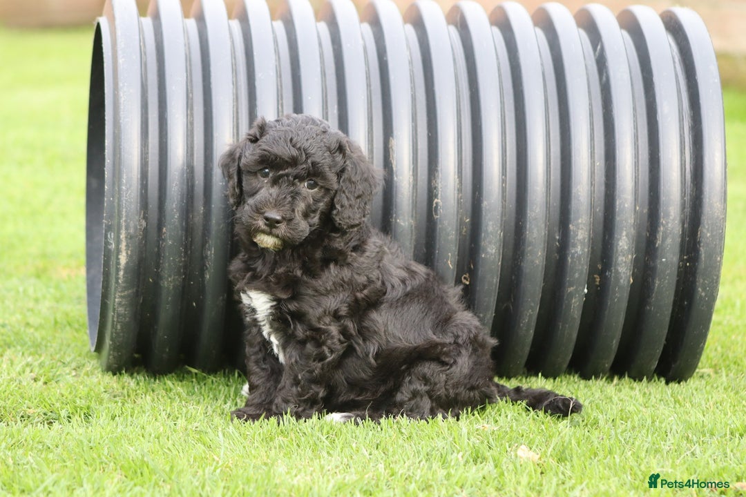 Cavapoochon dogs for sale: Beautiful Cavapoochon puppies for sale - Image 15