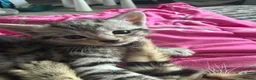 Mixed Breed cats for sale: Beautiful boy kittens  in Kilmarnock - Advert 3