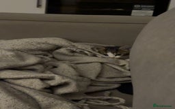 Mixed Breed cats for sale: 6 kittens - Image 7