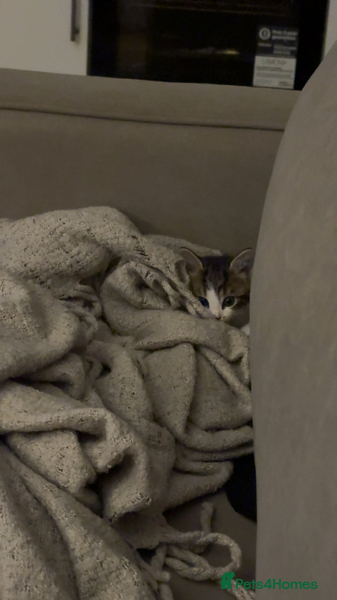 Mixed Breed cats for sale: 6 kittens - Image 7