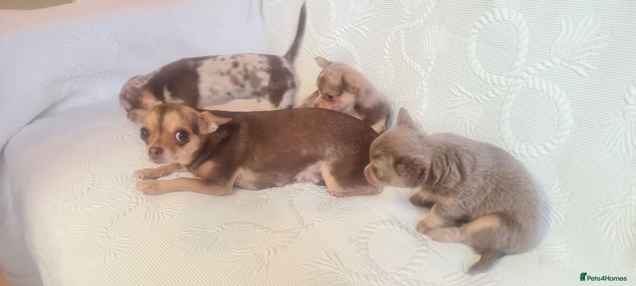 Chihuahua dogs 3 adorable chihuahua puppies boys for sale - Advert 8