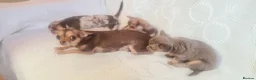 Chihuahua dogs for sale: 3 adorable chihuahua puppies boys for sale - Advert 1