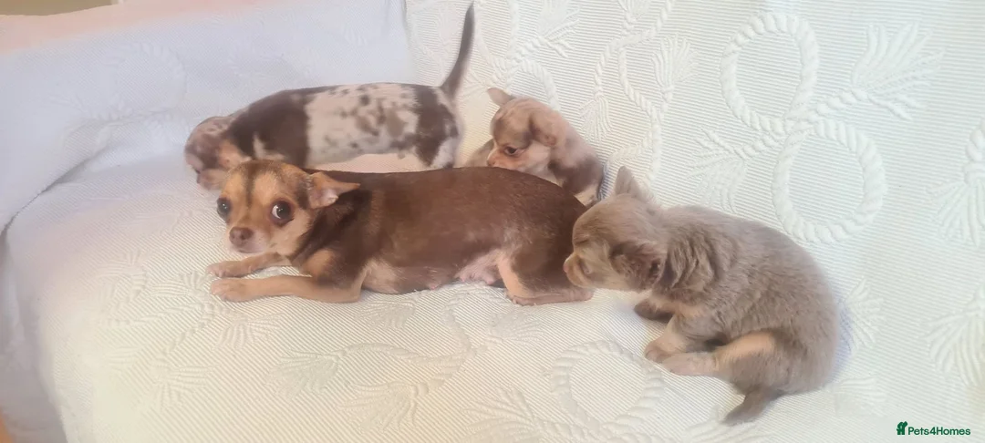 Chihuahua dogs for sale: 3 adorable chihuahua puppies boys for sale - Advert 1