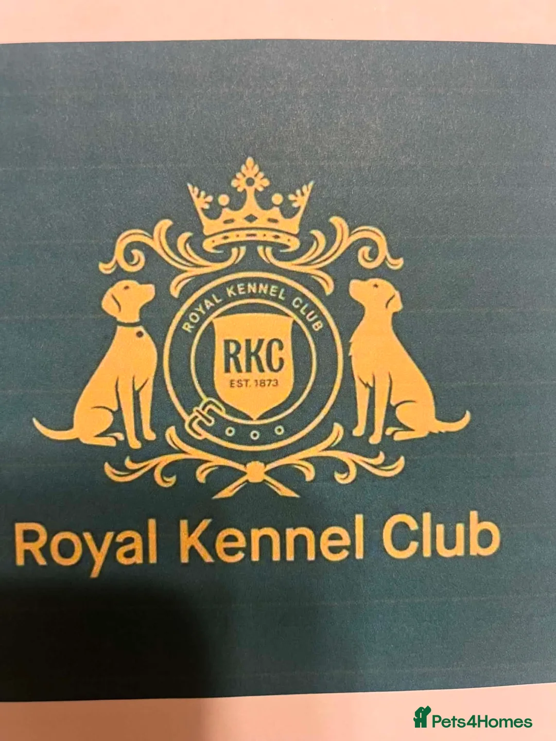 Golden Retriever dogs for sale: BEAUTIFUL HEALTHY KC REG FEMALE GOLDEN - Advert 2