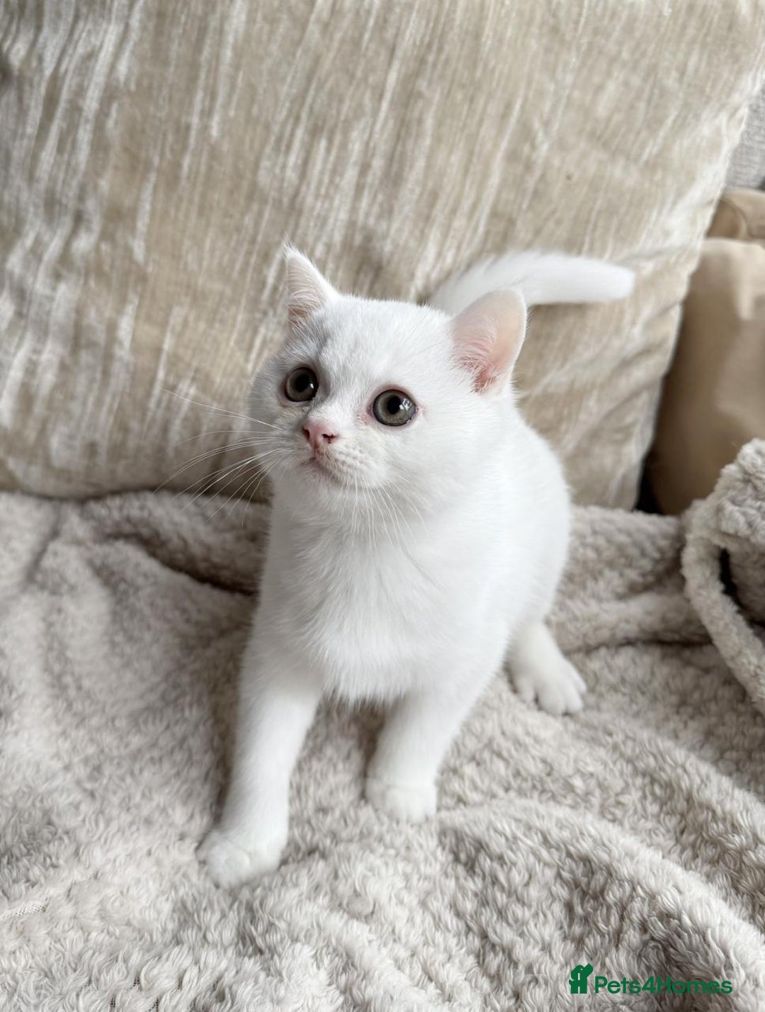 British Shorthair cats for sale: Adorable playful pure BSH kitten  - Image 2