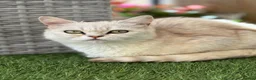 Persian cats for sale: Miss  in Hatfield - Advert 10