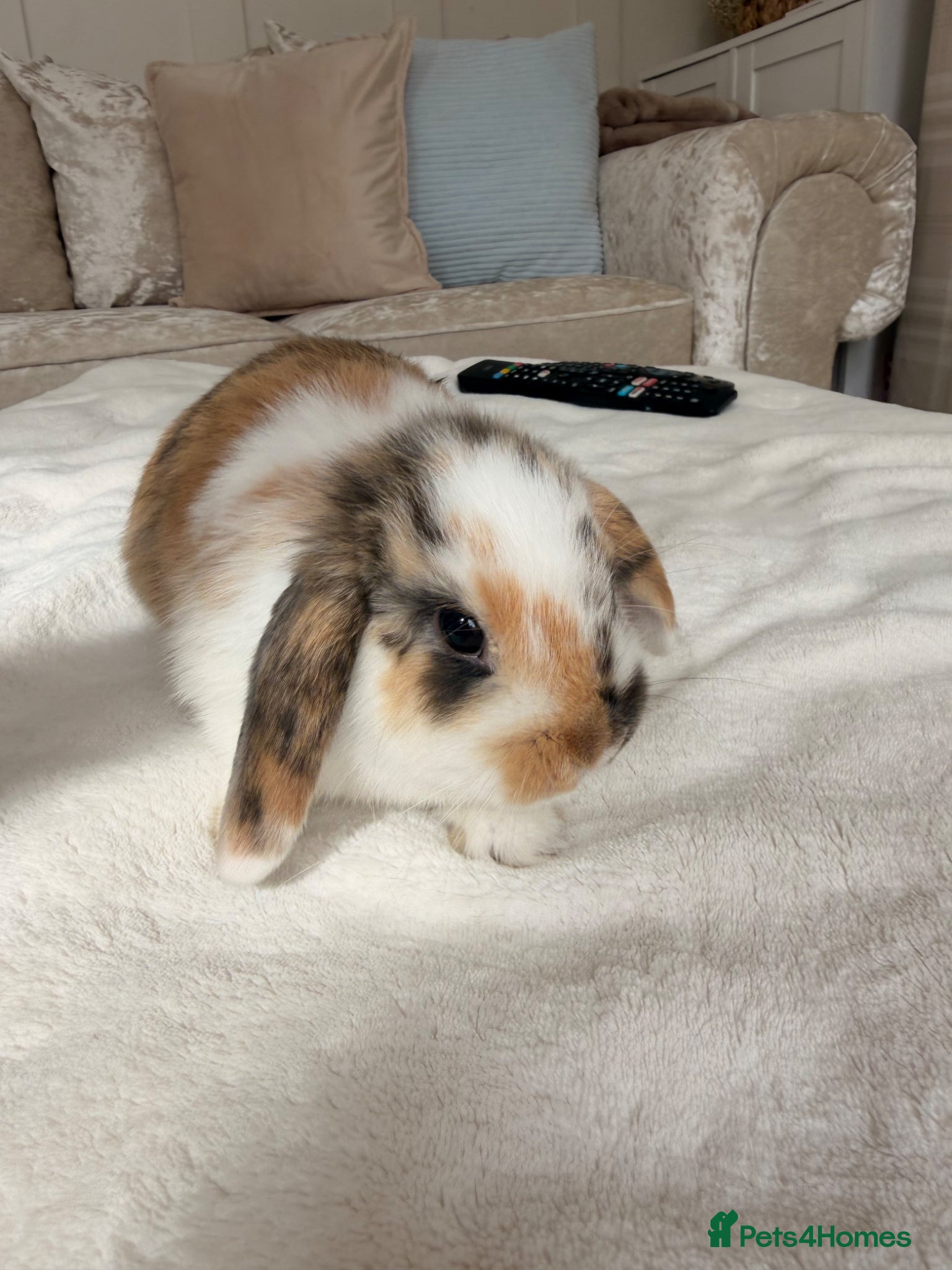 Mini Lop rabbits Stunning Mini Lops - Advert 2