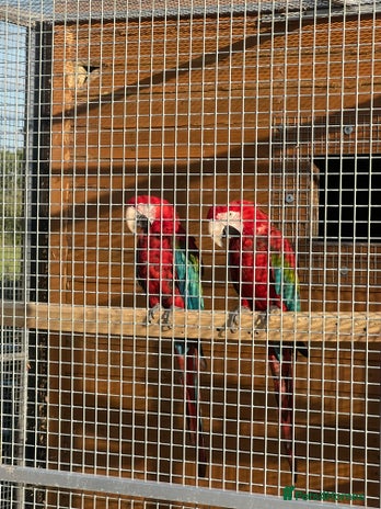 Macaws birds - Advert 8