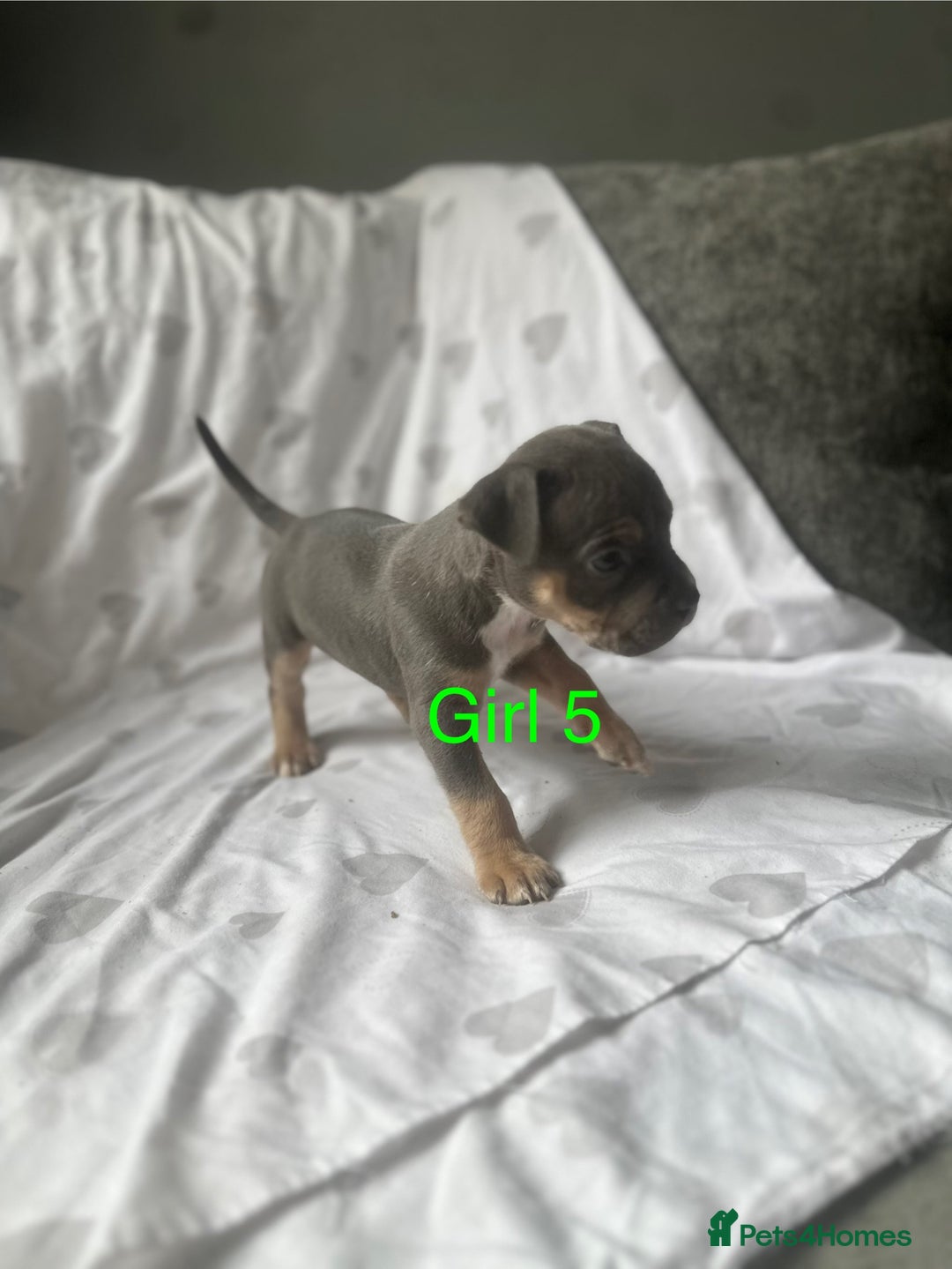 Mixed Breed dogs for sale: Beautiful staffie cross bullmastiff puppies  - Image 16