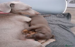 Miniature Dachshund dogs for sale: 1 gorgeous mini  sausage girl for sale - Image 4