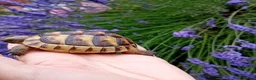 Tortoise reptiles for sale: Baby Hermans and spur thighed tortoises in Norwich - Advert 6