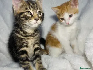 Mixed Breed cats 2 lovely kittens ready for their new homes - Advert 10