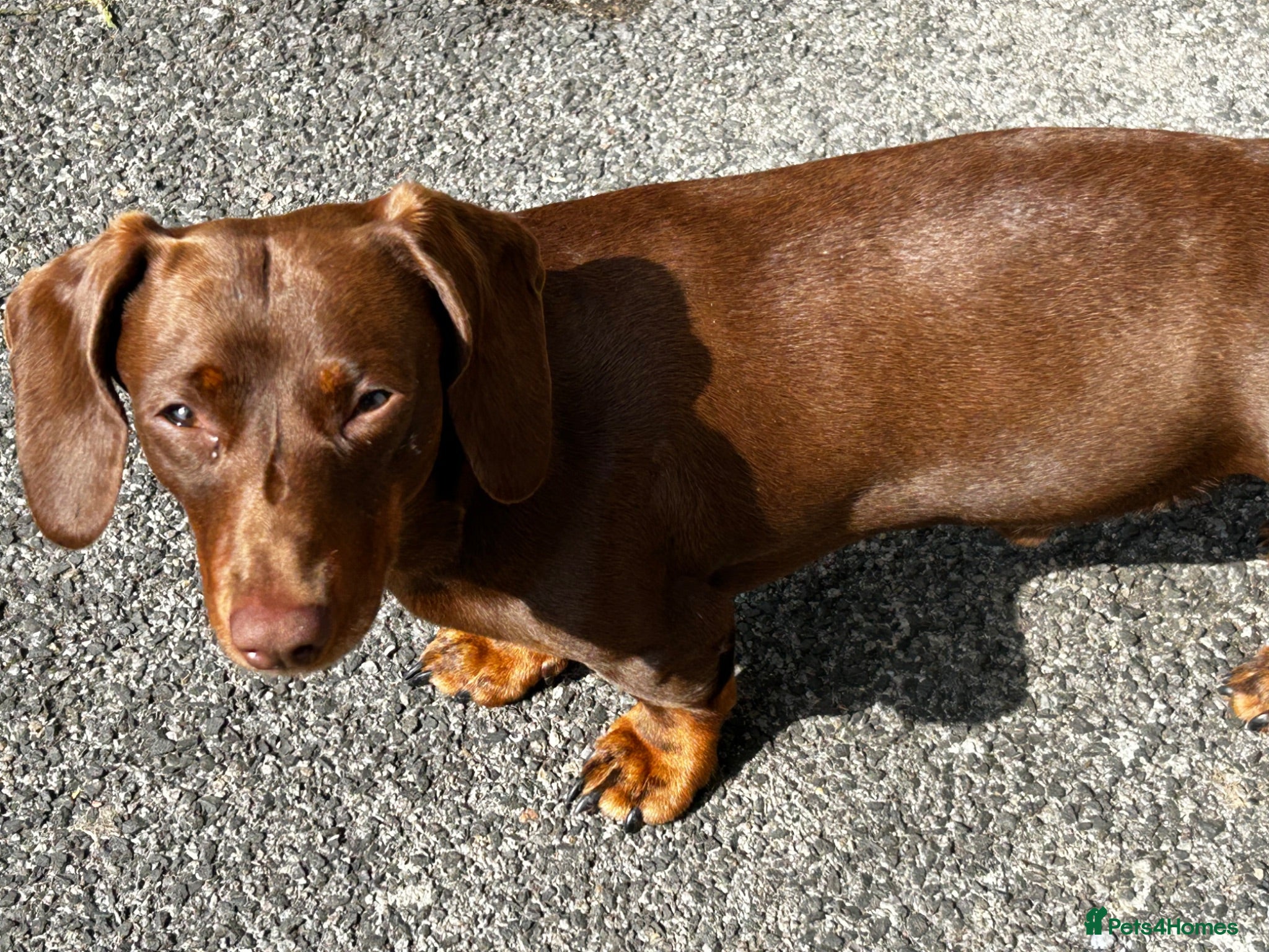 Miniature Dachshund dogs Chocolate/isabella miniature dachshund  - Advert 2