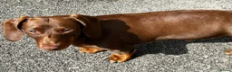 Miniature Dachshund dogs for stud: Chocolate/isabella miniature dachshund  - Advert 5