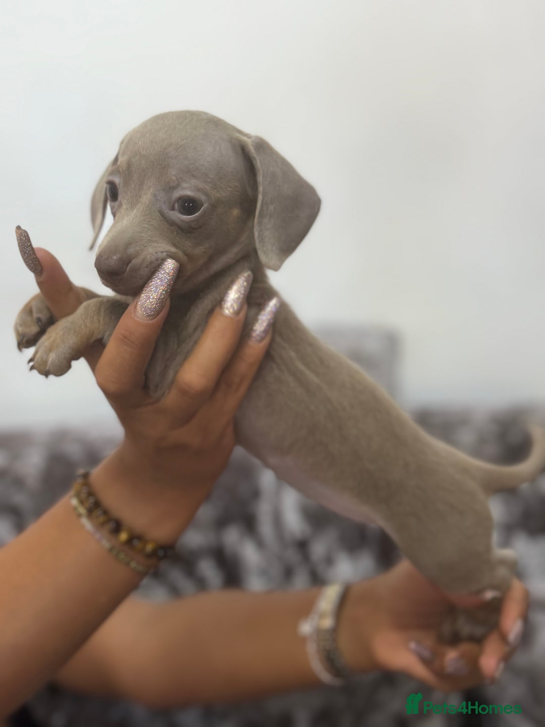 Miniature Dachshund dogs for sale: 7 stunning miniature dachshund puppies - Image 29