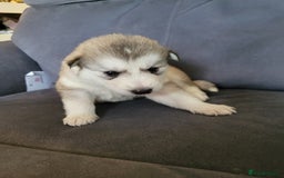 Siberian Husky dogs for sale: Friendly Siberian Huskies. Only 6 Left. - Image 4