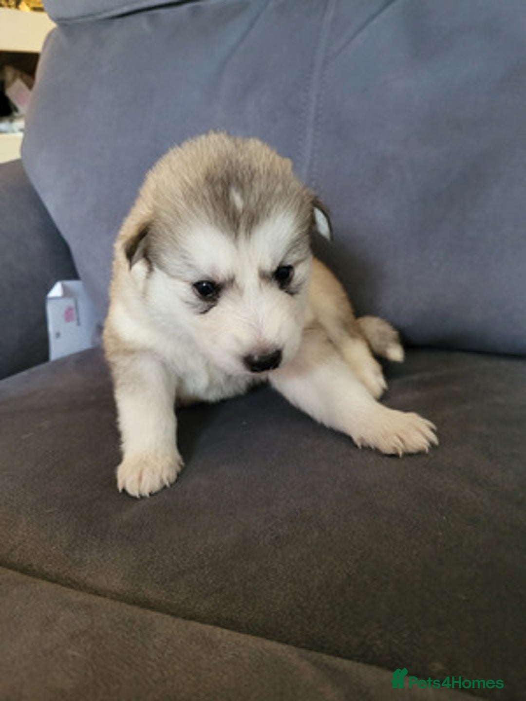 Siberian Husky dogs for sale: Friendly Siberian Huskies. Only 6 Left. - Image 4