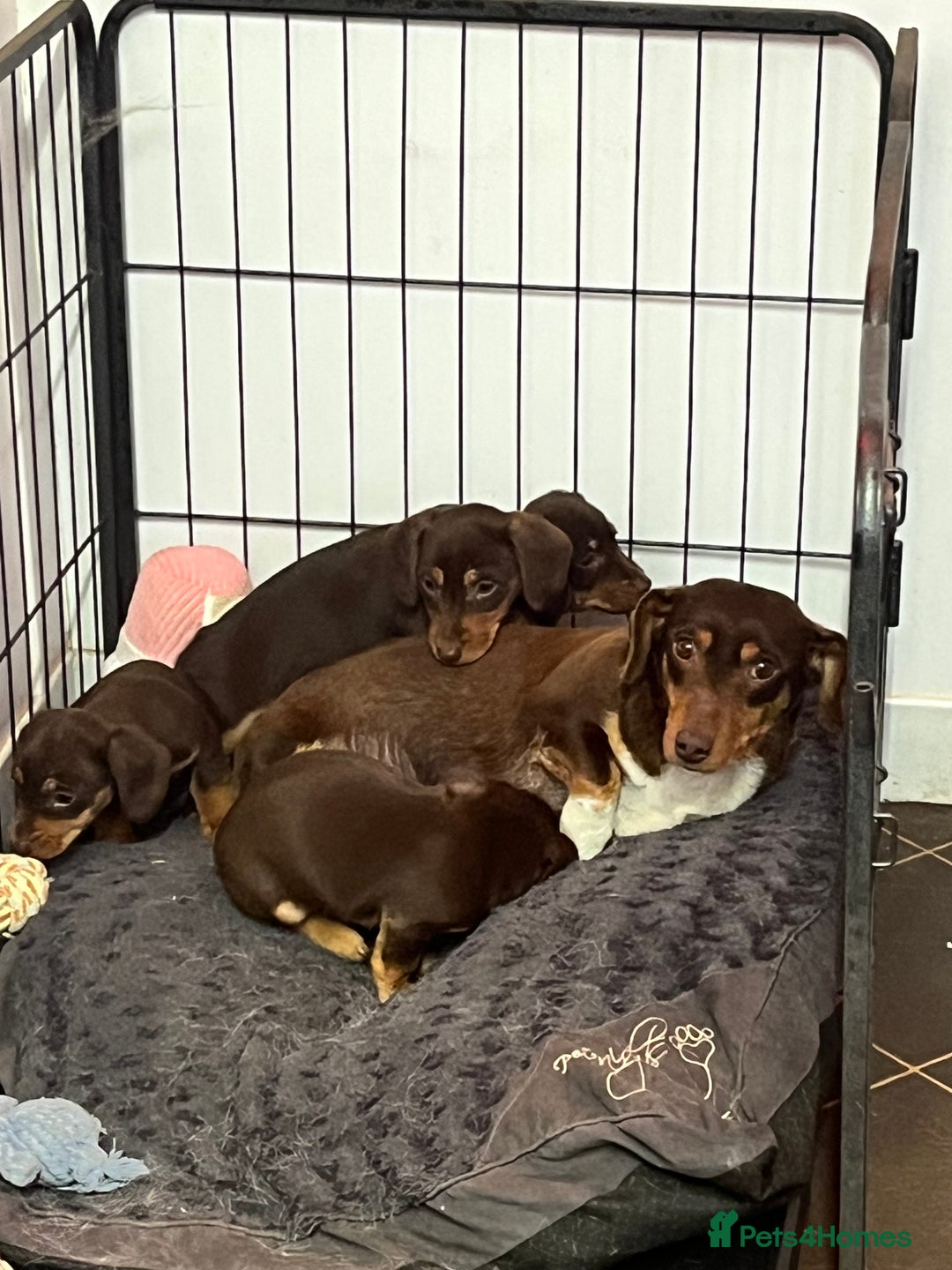 Dachshund dogs for sale: stunning gorgeous litter  - Advert 8