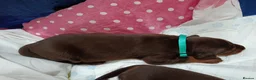 Dobermann dogs for sale: Dobermann puppies - Advert 30