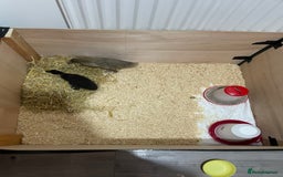 Mixed Breed birds for sale: Baby ducks  - Image 3