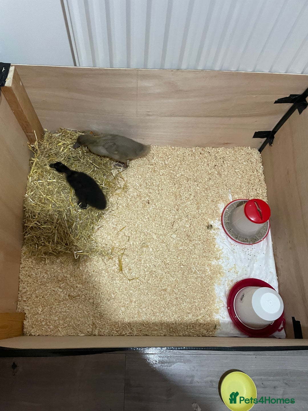 Mixed Breed birds for sale: Baby ducks  - Image 3