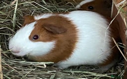 Guinea Pig rodents for sale: Gorgeous mix of baby piggies  - Image 8
