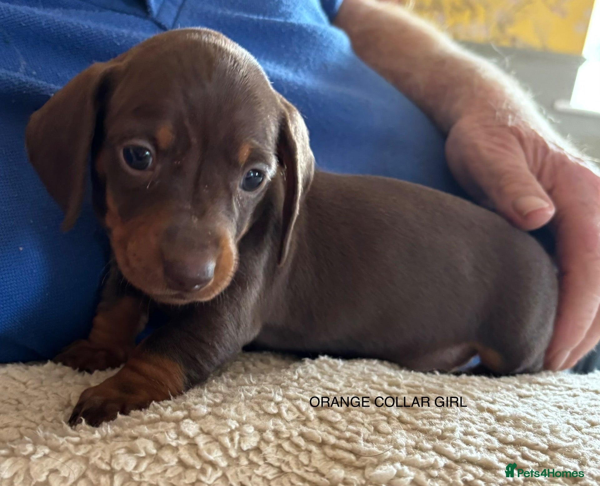 Miniature Dachshund dogs for sale: Adorable litter of Miniature Dachshund Puppies - Advert 2