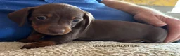 Miniature Dachshund dogs for sale: Adorable litter of Miniature Dachshund Puppies - Advert 10