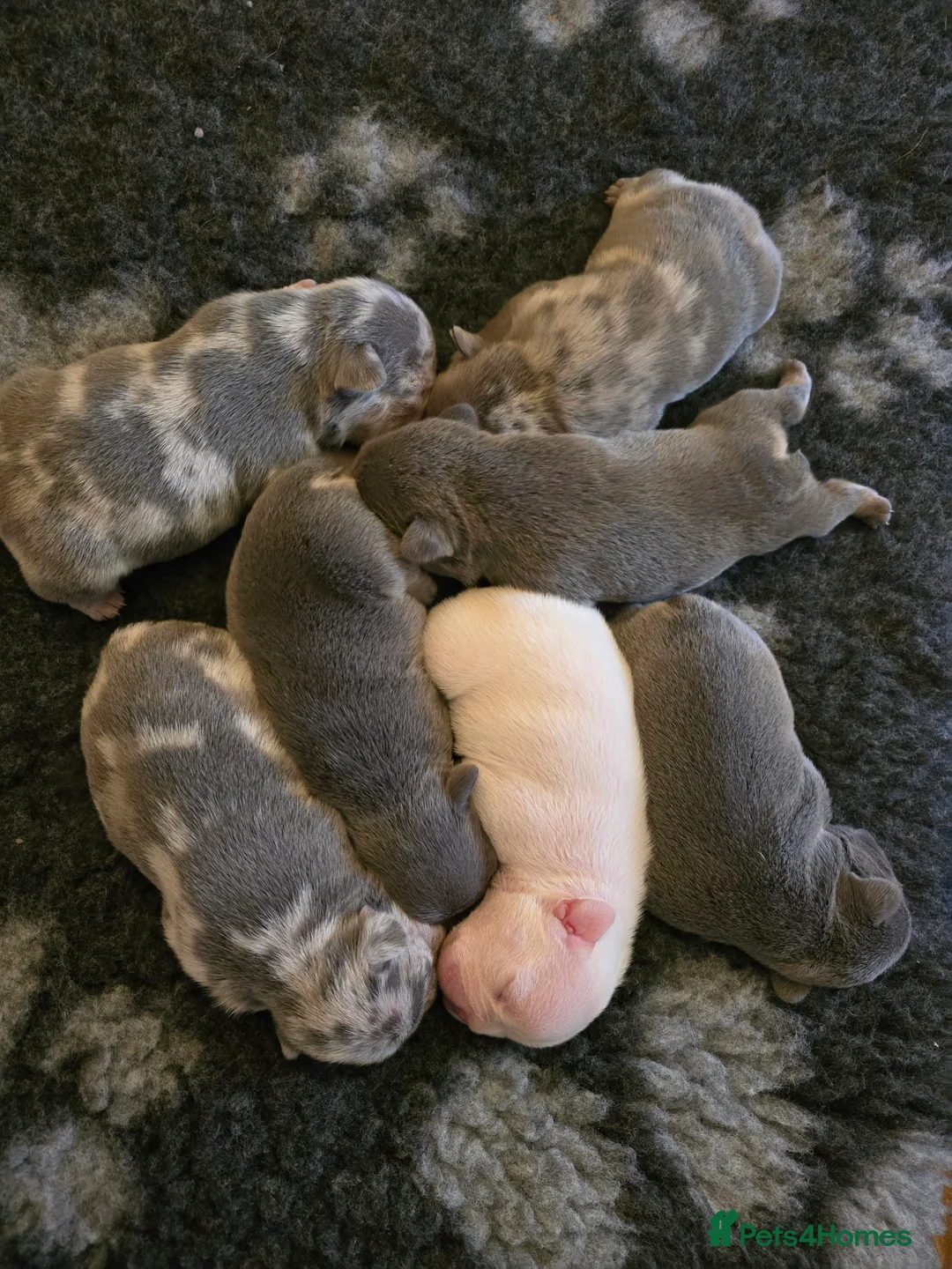 French Bulldog dogs for sale: Chunky Frenchie Puppies  - Advert 2
