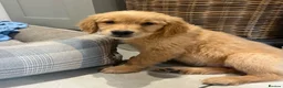 Golden Retriever dogs for sale: Beautiful KC Golden Retriver Puppies  - Advert 1