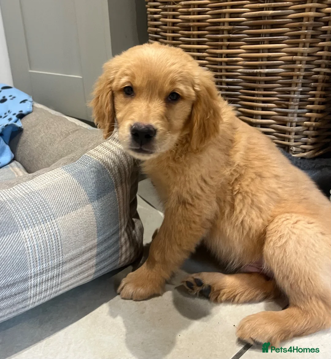Golden Retriever dogs for sale: Beautiful KC Golden Retriver Puppies  - Advert 1