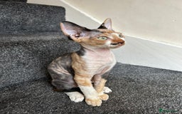 Sphynx cats for sale: 4 female canadian sphynx looking for home - Advert 6
