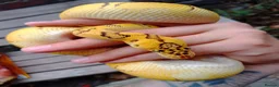 Python Snake reptiles for sale: CB25 Bongo, Pastel, Enchi, red stripe, clown (P OD - Advert 6