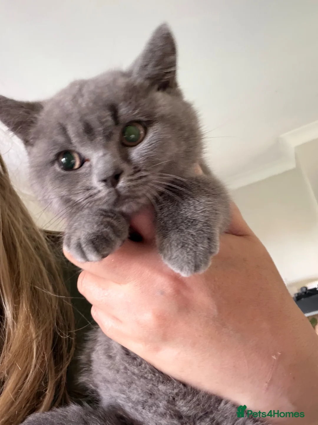 Russian Blue cats for sale: Gorgeous Russian Blue x British shorthaired  - Advert 4