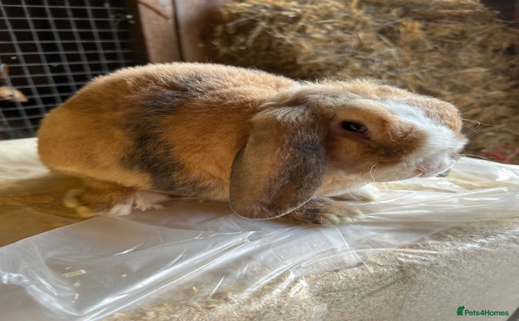 Guinea Pig rodents - Advert 3