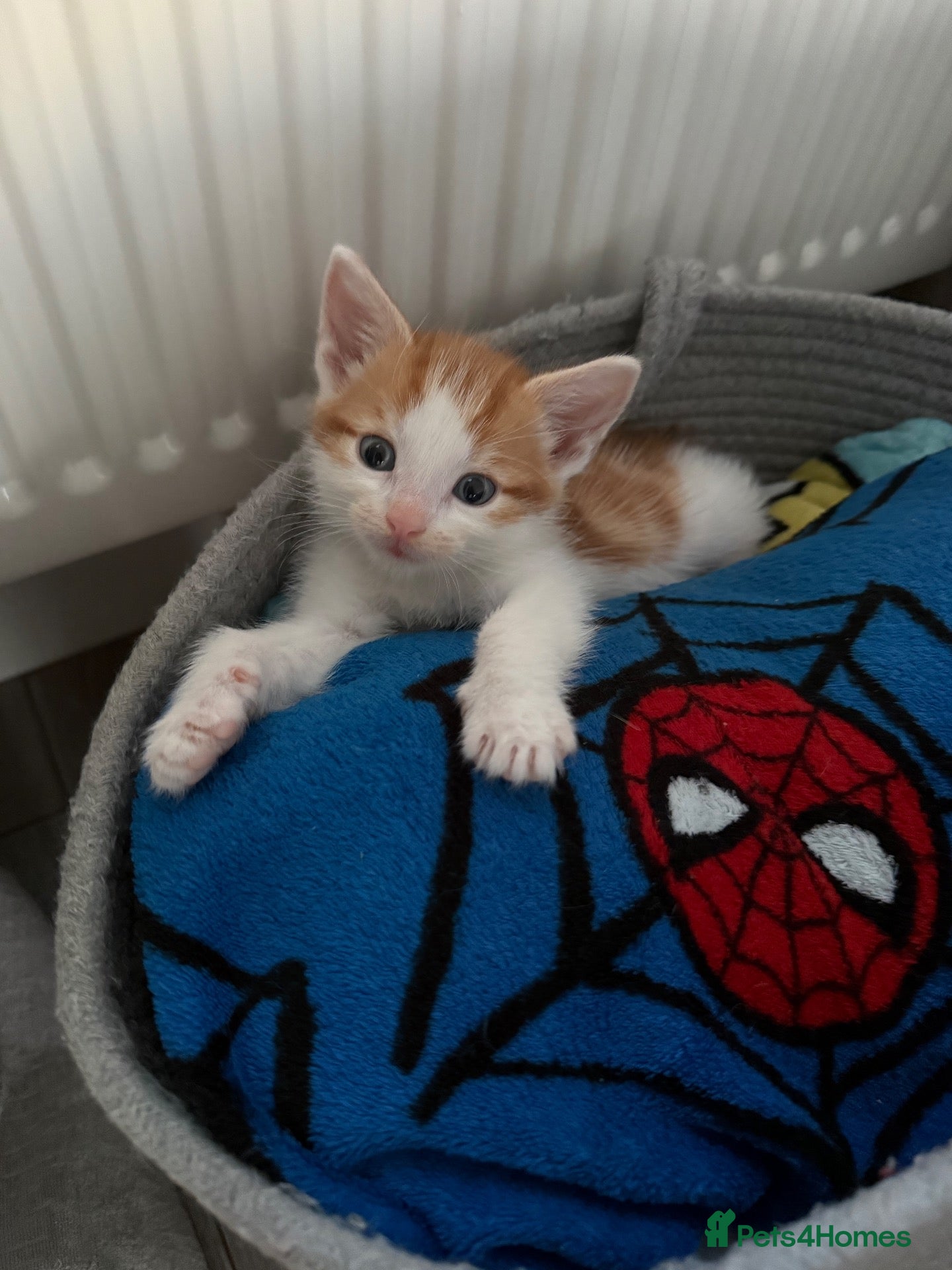 Mixed Breed cats Ginger Kitten - Advert 2