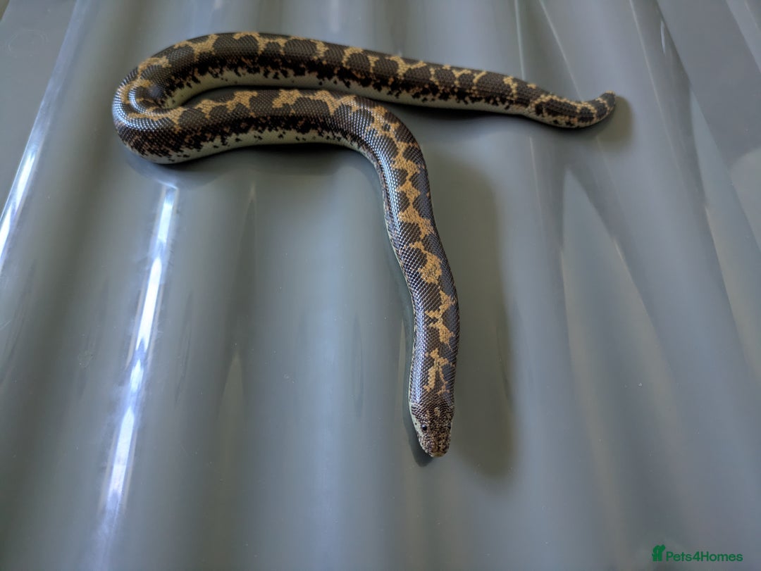 Boa Snake reptiles for sale: Sand boas all need to go  - Image 6