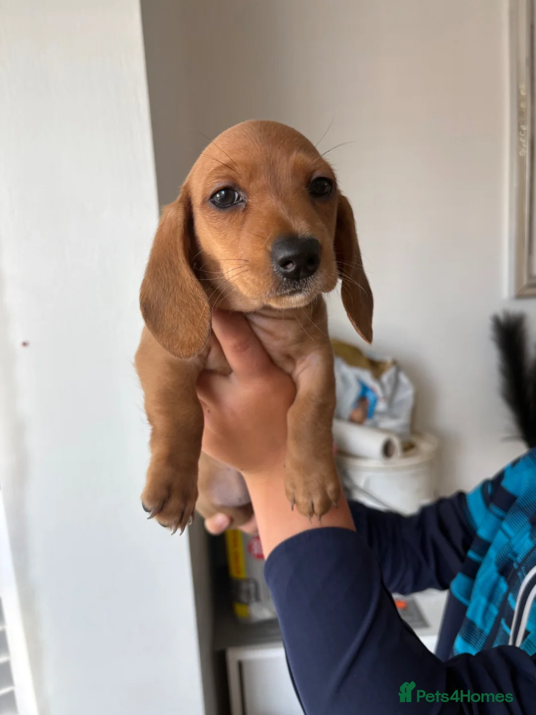 Miniature Dachshund dogs for sale: Stunning miniature dachshunds💖 in Carlisle - Advert 4