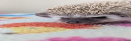 Pygmy Hedgehog rodents for sale: Stunning Hoglets Ready Now and to Reserve  in Romney Marsh - Advert 18
