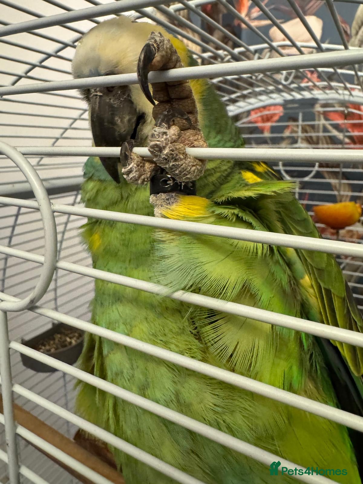 Parrots birds Yellow Headed 6 year old Amazon Parrot  - Advert 2