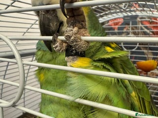 Parrots birds Yellow Headed 6 year old Amazon Parrot - Advert 2