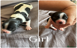 Sprocker dogs for sale: 5 beautiful little sprockers - Image 1