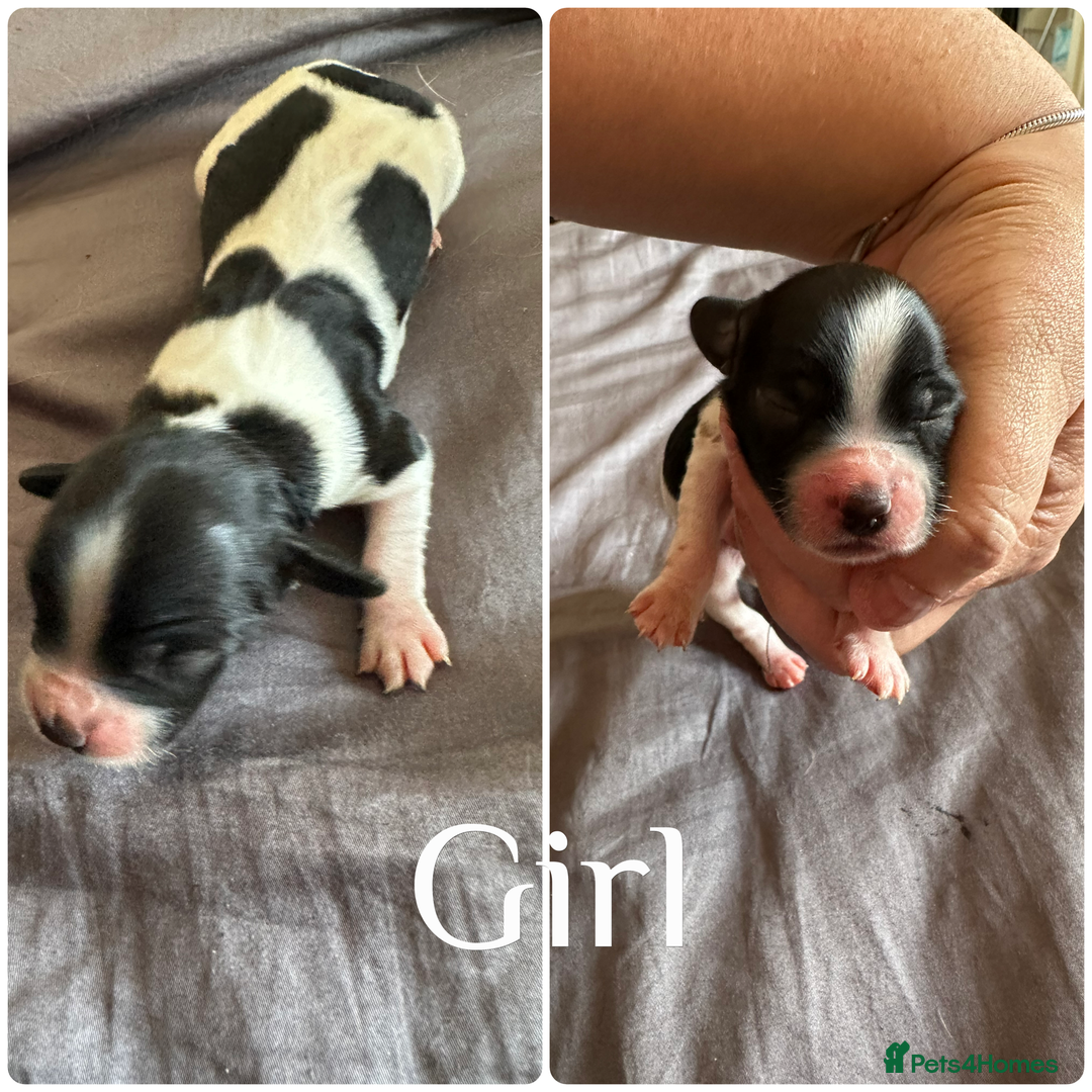 Sprocker dogs for sale: 5 beautiful little sprockers - Image 1