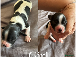 Sprocker dogs - Advert 8