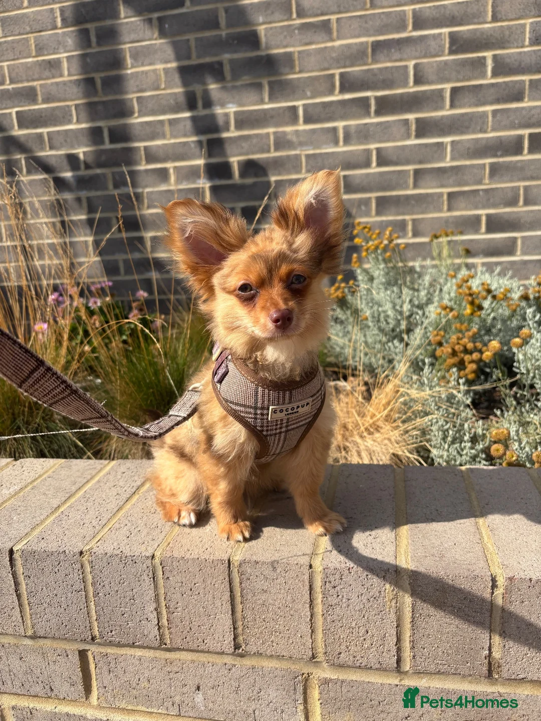 Mixed Breed dogs for sale: 6 month Pom/yorkie boy  - Advert 3