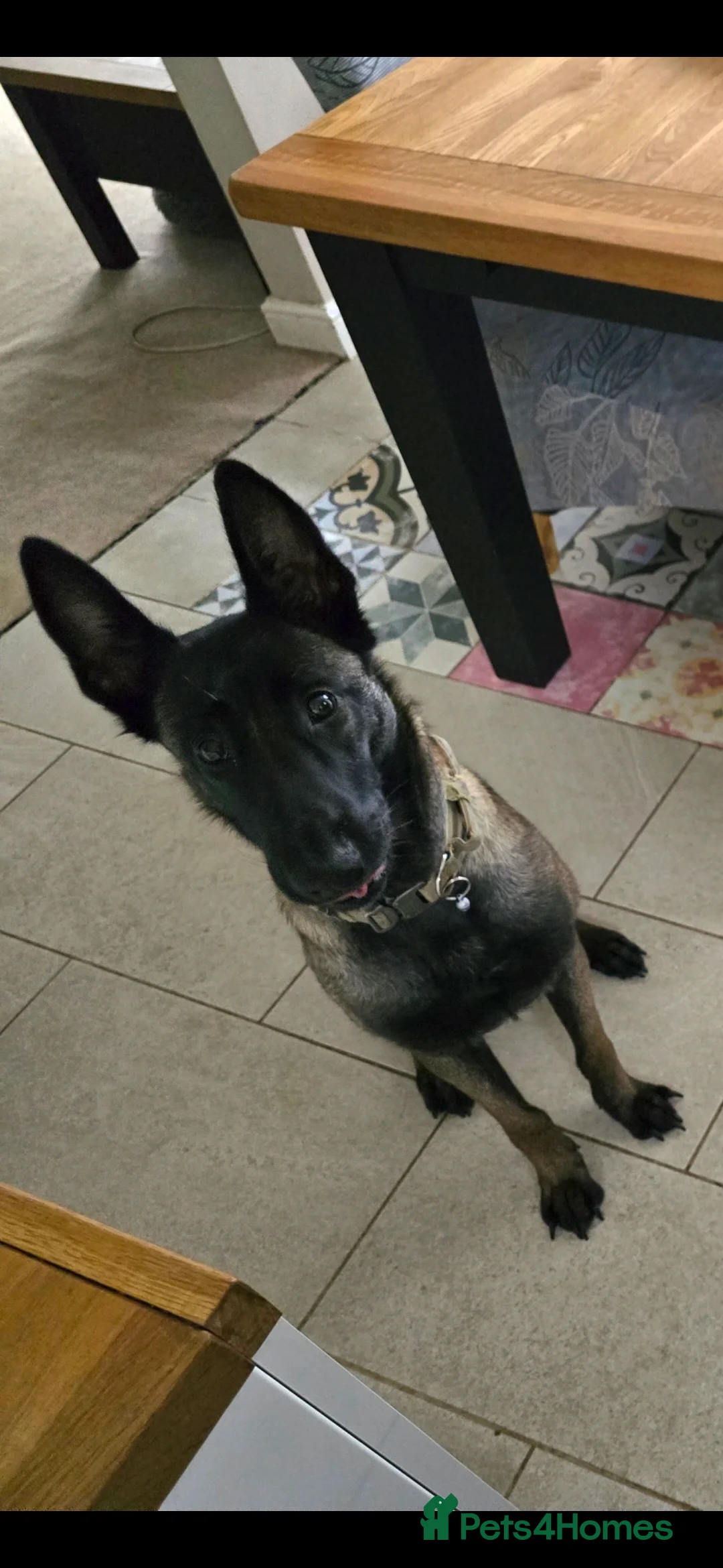 Belgian Shepherd Dog dogs for sale: 4 Year Old Belgian Malinois  - Advert 2